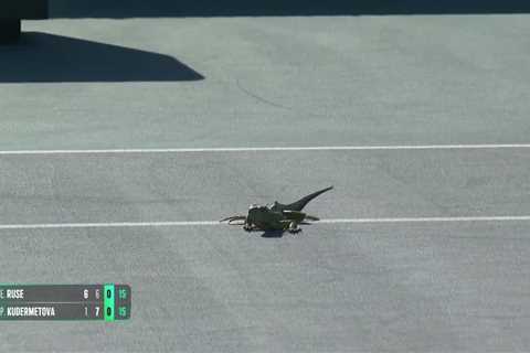 Iguana Intrusion: Miami Open Match Takes Unexpected Turn